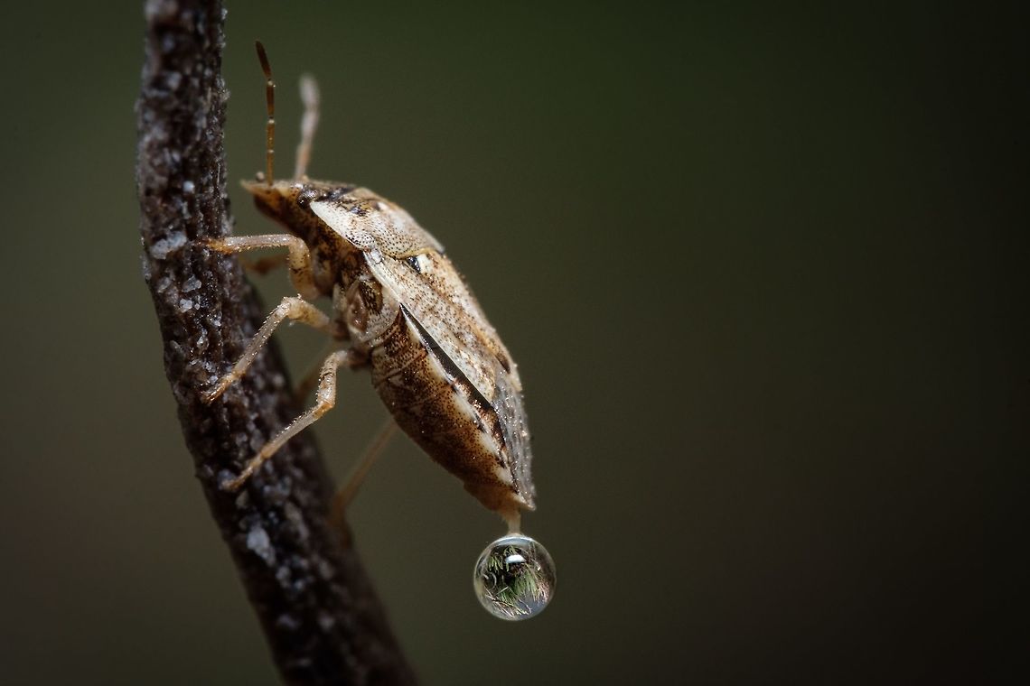 Sciocoris (Neosciocoris) conspurcatus I don't know what was coming out of this Stink Bug, but I'm glad I caught it in camera ^_^ Europe,Geotagged,Macro,Portugal,Sciocoris,Sciocoris conspurcatus,Summer,insect,stink Bug,summer