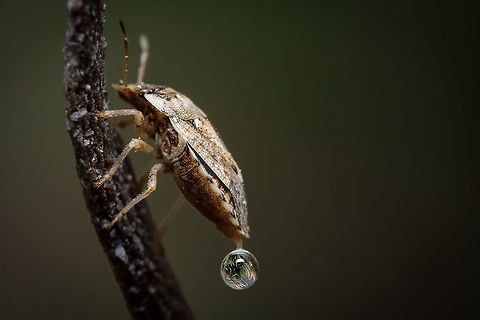 Sciocoris (Neosciocoris) conspurcatus I don't know what was coming out of this Stink Bug, but I'm glad I caught it in camera ^_^ Europe,Geotagged,Macro,Portugal,Sciocoris,Sciocoris conspurcatus,Summer,insect,stink Bug,summer