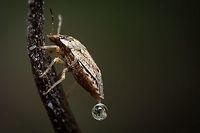 Sciocoris (Neosciocoris) conspurcatus I don't know what was coming out of this Stink Bug, but I'm glad I caught it in camera ^_^ Europe,Geotagged,Macro,Portugal,Sciocoris,Sciocoris conspurcatus,Summer,insect,stink Bug,summer