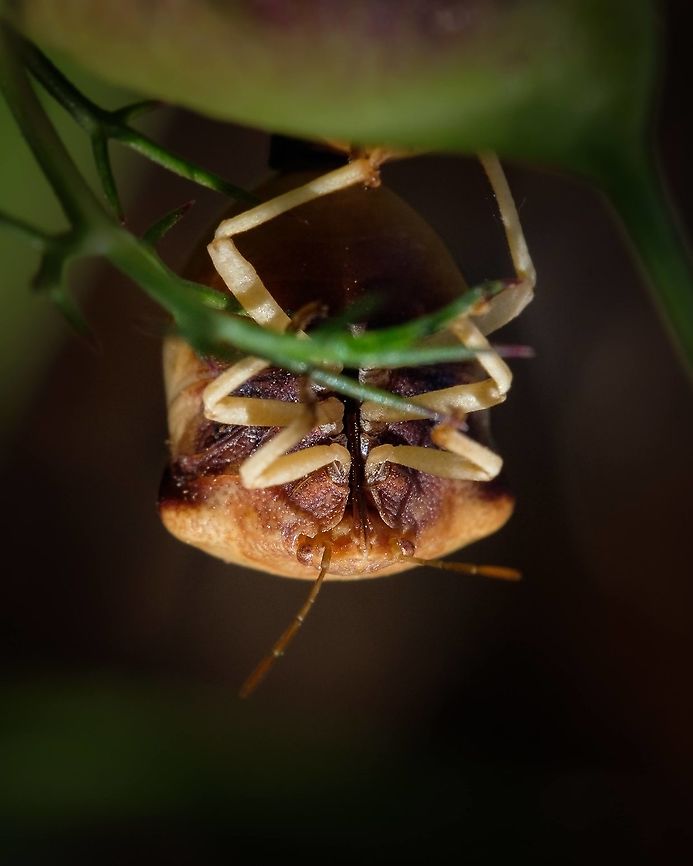 Ventocoris rusticus I didn't found much information about this bug and I have only seen it twice. Inaturalist identifies it as Ventocoris rustic us, hope it's correct.  Geotagged,Macro,Portugal,Spring,Ventocoris rusticus,insect,spring