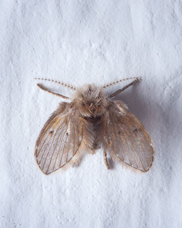 Clogmia albipunctata I&#039;ve seen these little &quot;flies&quot; my intire life, but macro photography gave me the &quot;power&quot; to witness details in it I would never even imagine like how hairy it is and that golden tone that is just amazing to me :-D Bathroom Moth Fly,Clogmia albipunctata,Europe,Geotagged,Macro,Moth,Portugal,Summer,indoor,insect,summer