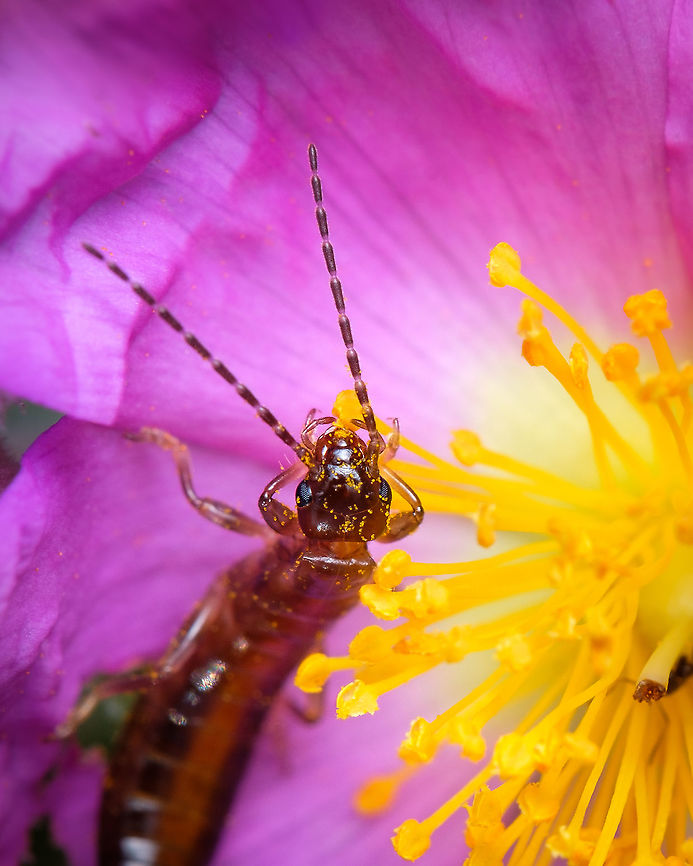 Ring-legged Earwig "Euborellia annulipes" I only had the chance to photograph this species this one time, but I find it very interesting and hope to encounter some more individuals like this in the next spring.  Euborellia annulipes,Geotagged,Macro,Portugal,Ring-legged Earwig,Ringlegged earwig,Spring,insect,spring