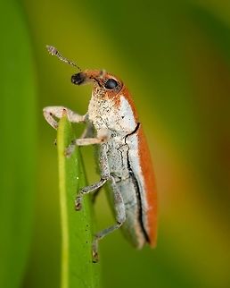 Elongated Bean Weevil "Lixus pulverulentus" Do you know that feeling when you see an insect that you haven't encountered before and the excitement fills your body with energy and you just can't stop photographing? That's what happened here, the worst part was choosing only one photo to upload ^_^ Elongated Bean Weevil,Europe,Geotagged,Lixus pulverulentus,Macro,Portugal,Summer,insect,summer