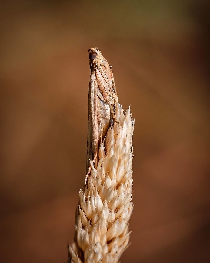 Knot-horn Moth "Phycitinae" I never thought I was going to get a particular interest in moths, but that's the kind of thing that macro photography does to you. I find them so elegant and I would even say majestic in their postures and behaviour.  Geotagged,Knot-horn moth,Macro,Moth,Phycitinae,Portugal,Summer,insect,summer