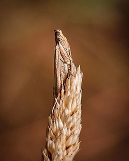 Knot-horn Moth "Phycitinae" I never thought I was going to get a particular interest in moths, but that's the kind of thing that macro photography does to you. I find them so elegant and I would even say majestic in their postures and behaviour.  Geotagged,Knot-horn moth,Macro,Moth,Phycitinae,Portugal,Summer,insect,summer