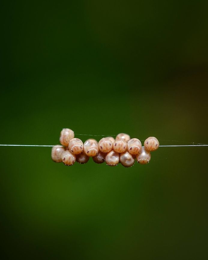 Tiny eggs I have found these on a string of a spider&#039;s web. I&#039;m still a little puzzled by how did they got there and to which species do they belong, but I guess these are two questions that are not easy to answer.  Acrosternum heegeri,Closeup,Eggs,Europe,Geotagged,Macro,Portugal,Summer,insect,summer,tiny