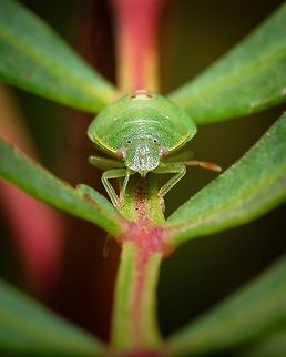 "Acrosternum heegeri" Stink bug This is one of many stink bugs I found near the small eggs in my last post. So I guess the eggs are from this species.  Acrosternum heegeri,Geotagged,Macro,Portugal,Summer,insect,stink bug,summer