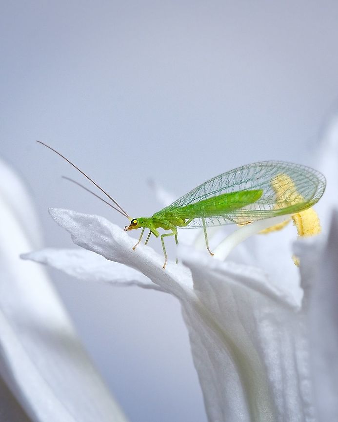 Green Lacewing "Chrysopini" I would love to get a super close up of the eyes of this spices, but when I get closer than this they fly away... Maybe someday I'll get it :-) Chrysopini,Europe,Geotagged,Green Lacewing,Macro,Portugal,Summer,summer
