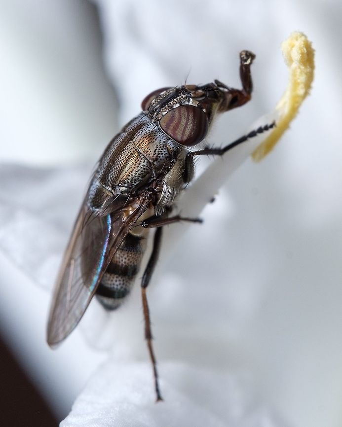 Nose fly "Rhiniidae" This fly was so focused on the flower's nectar that didn't mind me photographing really close, These were the flowers that I've found the pink and white Crab Spider hunting the fly that I have posted earlier.  Europe,Geotagged,Macro,Nose flies,Portugal,Rhiniidae,Stomorhina lunata,Summer,fly,insect,summer