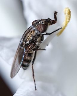 Nose fly "Rhiniidae" This fly was so focused on the flower's nectar that didn't mind me photographing really close, These were the flowers that I've found the pink and white Crab Spider hunting the fly that I have posted earlier.  Europe,Geotagged,Macro,Nose flies,Portugal,Rhiniidae,Stomorhina lunata,Summer,fly,insect,summer