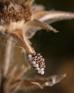 Odontotarsus eggs hatching I find very interesting to witness these tiny eggs hatching in a such peculiar place, in a tip of a dry flower...nature is amazing ^_^ Aelia acuminata,Bishop's Mitre,Eggs,Europe,Geotagged,Macro,Odontotarsus,Portugal,Summer,flower,summer