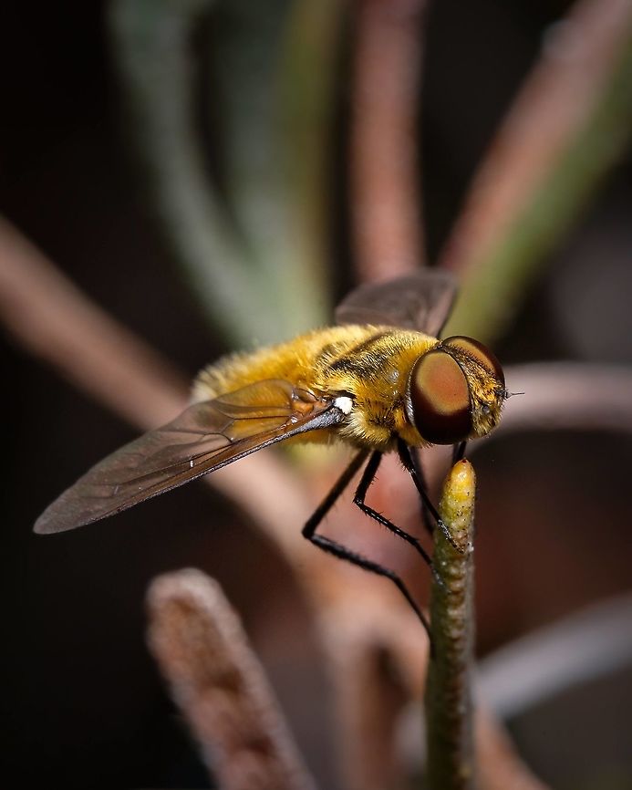 Villa bee-fly "Bombyliidae" family I knew that exist bees and that exist flies, this is when I learned that also exists bee-flies! Macro photography teaches me a lot ^_^ Bee-fly,Europe,Geotagged,Macro,Portugal,Summer,hottentotta,insect,summer,villa hottentotta,yellow