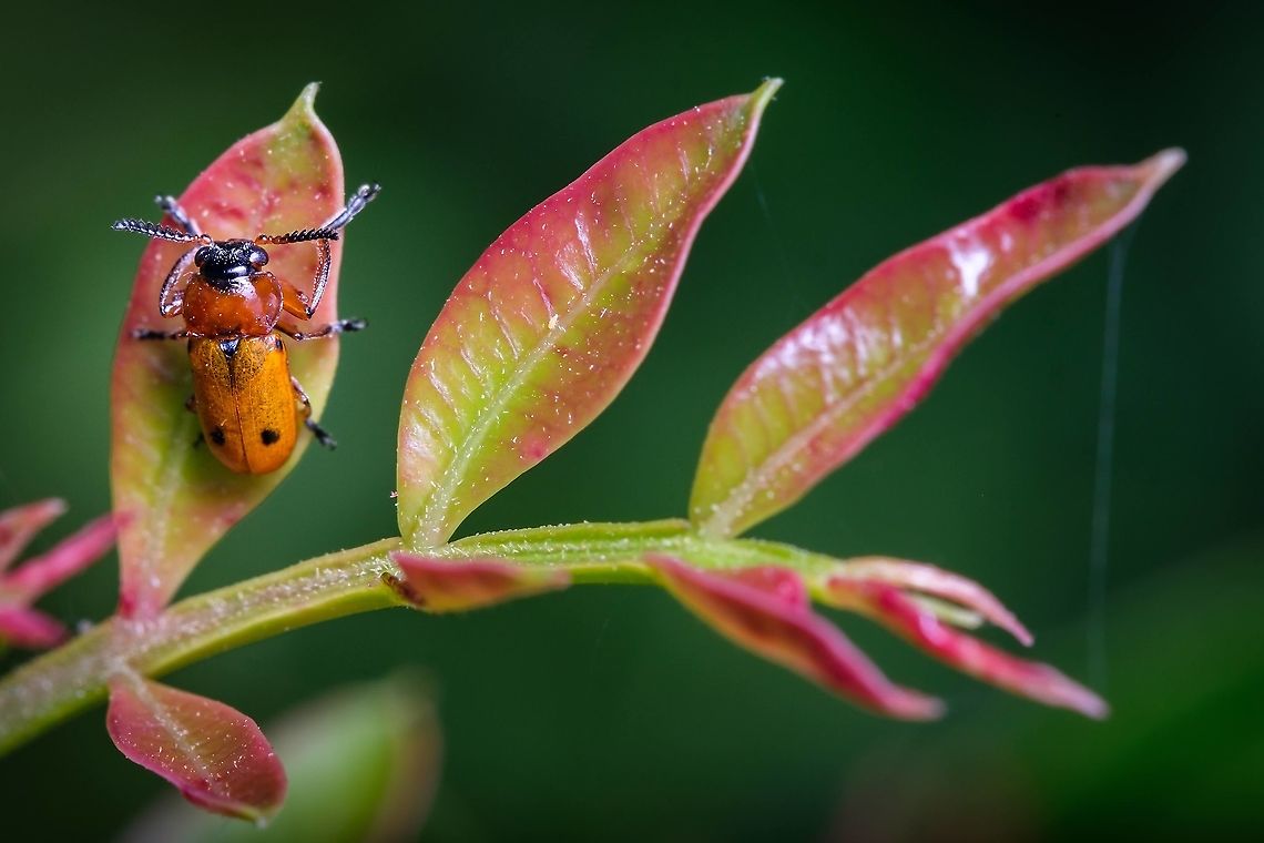 Macrolenes dentipes Here is another shot I took from this cute little fellow:<br />
<figure class="photo"><a href="https://www.jungledragon.com/image/121411/macrolenes_dentipes.html" title="Macrolenes dentipes"><img src="https://s3.amazonaws.com/media.jungledragon.com/images/5939/121411_thumb.jpg?AWSAccessKeyId=05GMT0V3GWVNE7GGM1R2&Expires=1770854410&Signature=deG0tlqE0t%2FrJ67xhjth4svkMU8%3D" width="122" height="152" alt="Macrolenes dentipes Evedently this little guy is having breakfast, and what a healthy fellow, greens to start up the day right! ^_^ Europe,Geotagged,Macro,Macrolenes dentipes,Portugal,Spring,beetle,leaf beetle,spring" /></a></figure>  Europe,Geotagged,Macro,Macrolenes dentipes,Portugal,Spring,beetle