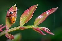 Macrolenes dentipes Here is another shot I took from this cute little fellow:<br />
https://www.jungledragon.com/image/121411/leaf_beetle.html  Europe,Geotagged,Macro,Macrolenes dentipes,Portugal,Spring,beetle