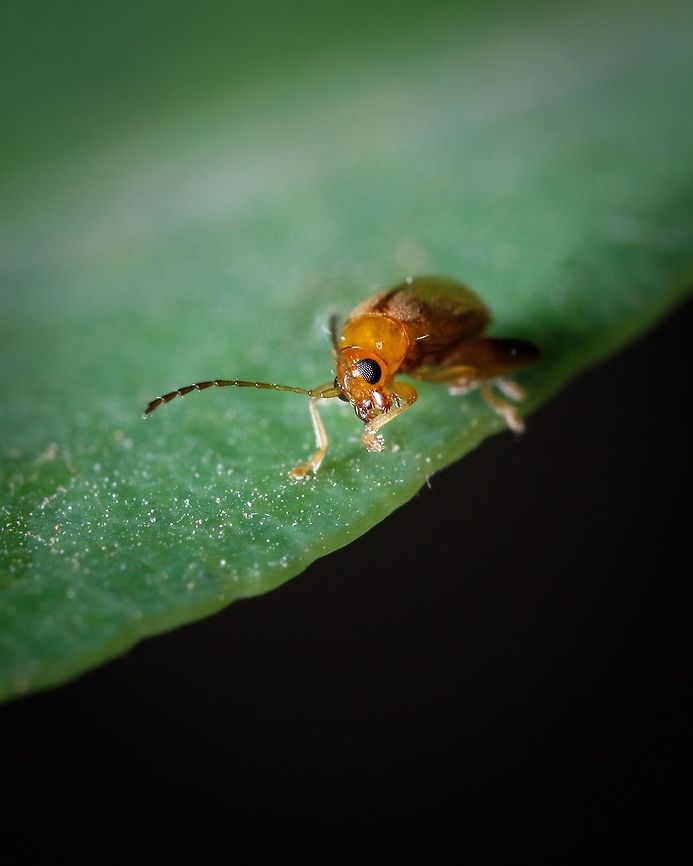 Neocrepidodera transversa One of the things I adore in macro photography is observing the behaviors of the tiny beings I encounter, I start to wonder what are they doing and why...this one looked like it was scratching it's hand but it could be something totally different 8-) Europe,Geotagged,Macro,Neocrepidodera transversa,Neocrepidodera transversal,Portugal,Summer,insect,summer