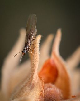 Brachymyrmex Patagonicus These little guys remind me of my childhood, back then I lived on a piece of land where they started to appear with the first rains. Great memories :-) Brachymyrmex patagonicus,Geotagged,Macro,Portugal,Spring,brachymyrmex patagonicus,insect,spring