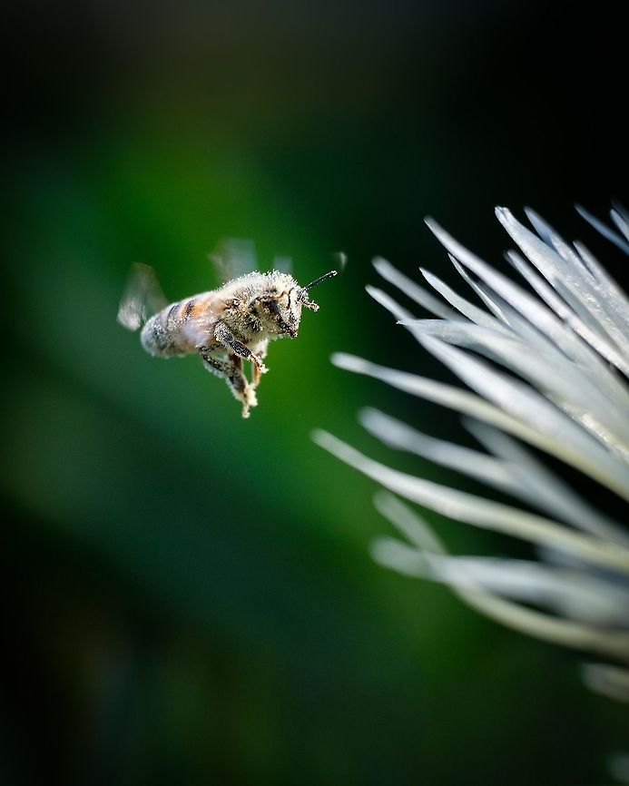Undercover Bee It&#039;s always a challenge for me to get a bee hovering in front of the flowers, but I feel specially lucky with this one because of the pollen disguise she has, unfortunately that makes the identification much harder :-\ Europe,Geotagged,Macro,Portugal,Spring,bee,flying,insect,spring