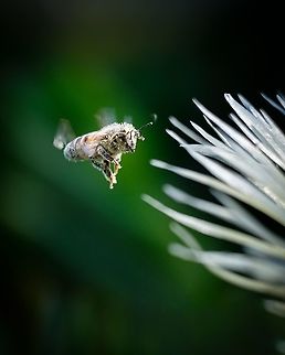 Undercover Bee It's always a challenge for me to get a bee hovering in front of the flowers, but I feel specially lucky with this one because of the pollen disguise she has, unfortunately that makes the identification much harder :-\ Europe,Geotagged,Macro,Portugal,Spring,bee,flying,insect,spring