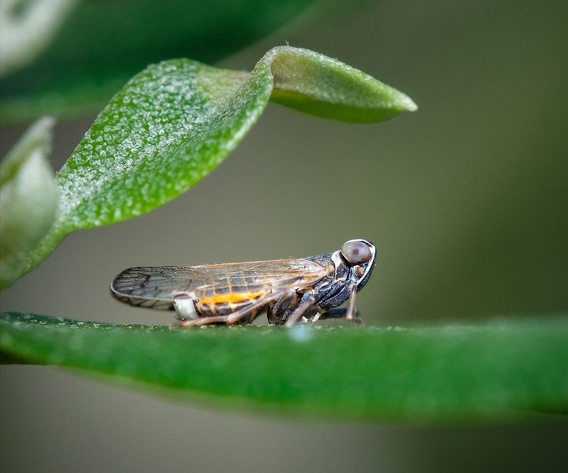 Oecleini? I find this tiny creature very interesting, but there's not much information about it. I've uploaded it into inaturalist a while ago and this is the only suggestion I received "Oecleini". Anyone has any idea what species is this?  Europe,Geotagged,Hyalesthes duffelsi,Macro,Oecleini,Portugal,Spring,insect,spring