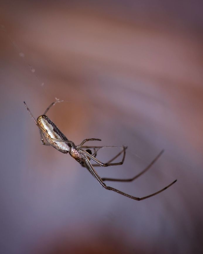 Stretch Spider "Genus Tetragnatha" I have to be honest, spiders are not my favorite subject to photograph, but sometimes they can be very photogenic...but it is not easy for me to achieve this ^_^ Europe,Geotagged,Portugal,Spider,Spring,Tetragnatha extensa,macro,summer