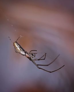 Tetragnatha extensa