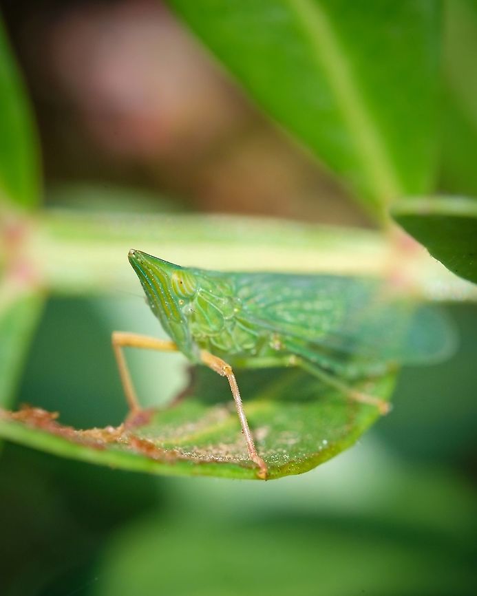 Dictyophara multireticulata I&#039;ve encountered this being once and never seen another one of this kind again. I find the shape and the pattern on the skin very interesting ^_^ Dictyophara multireticulata,Europe,Geotagged,Portugal,Summer,green,insect