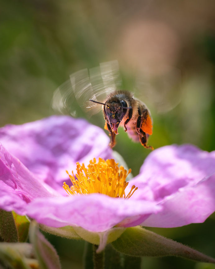Hovering bee Does anyone knows what are the two orange &quot;balls&quot; (one each side) that these bees have?  Apis mellifera,Geotagged,Portugal,Spring,Western honey bee,macro