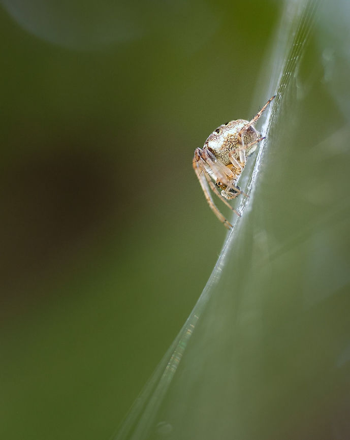 Gorse Orbweaver  Agalenatea redii,Geotagged,Gorse Orbweaver,Macro,Portugal,Spring,europe,spider