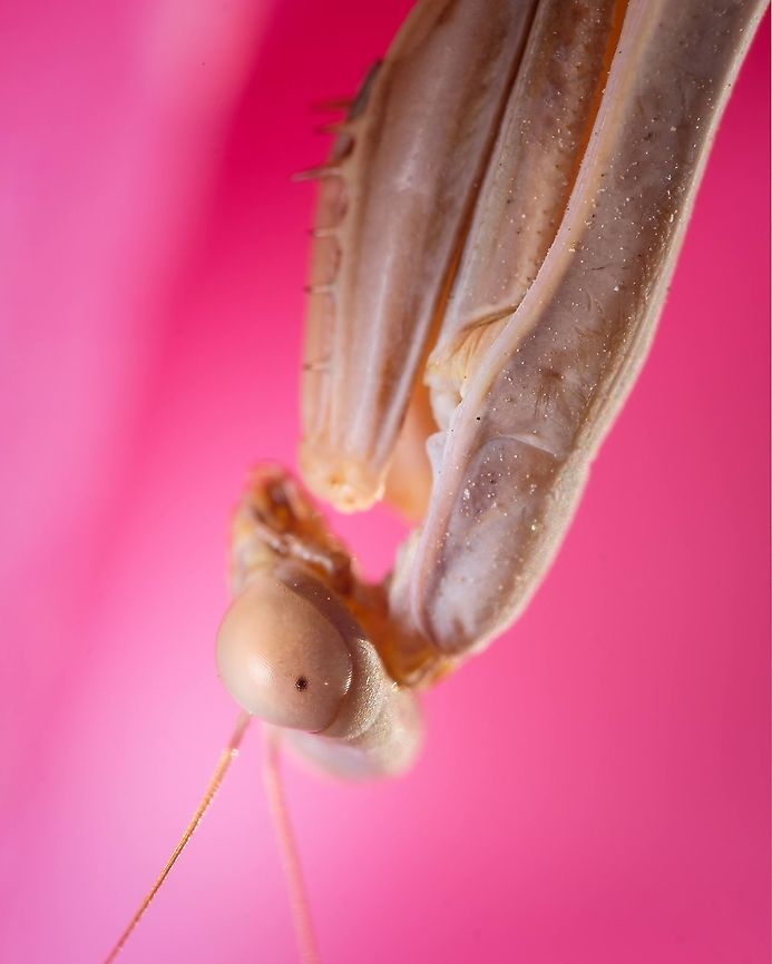 Mediterranean mantis I find Mantis so magestic and intriguing at the same time. I can&#039;t help but wonder what are they thinking staring at me with those wide eyes.<br />
<figure class="photo"><a href="https://www.jungledragon.com/image/132520/eye_detail_of_a_praying_mantis.html" title="Eye detail of a Praying mantis"><img src="https://s3.amazonaws.com/media.jungledragon.com/images/5939/132520_thumb.jpg?AWSAccessKeyId=05GMT0V3GWVNE7GGM1R2&Expires=1769040010&Signature=htQtJbYMMWNoYkCLwRba%2F10C10Y%3D" width="122" height="152" alt="Eye detail of a Praying mantis Portraits of this Mantis:<br />
https://www.jungledragon.com/image/129522/portrait_of_a_praying_mantis.html<br />
https://www.jungledragon.com/image/122715/mediterranean_mantis.html Europe,Geotagged,Iris oratoria,Macro,Mediterranean mantis,Portugal,Summer,detail,eye,insect" /></a></figure><br />
<figure class="photo"><a href="https://www.jungledragon.com/image/129522/portrait_of_a_praying_mantis.html" title="Portrait of a Praying Mantis"><img src="https://s3.amazonaws.com/media.jungledragon.com/images/5939/129522_thumb.jpg?AWSAccessKeyId=05GMT0V3GWVNE7GGM1R2&Expires=1769040010&Signature=3jSpDJl0sTWjrzl%2FrpRkN8HgWbM%3D" width="122" height="152" alt="Portrait of a Praying Mantis One of my first praying mantis models. I was lucky to find a photogenic one ^_^<br />
https://www.jungledragon.com/image/132520/2021071502.html<br />
https://www.jungledragon.com/image/122715/mediterranean_mantis.html Europe,Geotagged,Iris oratoria,Macro,Mediterranean mantis,Portugal,Summer,eyes,portrait,praying mantis" /></a></figure> Geotagged,Iris oratoria,Mediterranean mantis,Portugal,Summer,macro