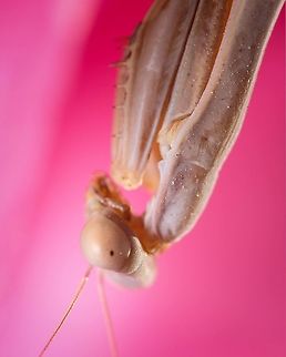 Mediterranean mantis I find Mantis so magestic and intriguing at the same time. I can't help but wonder what are they thinking staring at me with those wide eyes.
https://www.jungledragon.com/image/132520/eye_detail_of_a_praying_mantis.html
https://www.jungledragon.com/image/129522/portrait_of_a_praying_mantis.html Geotagged,Iris oratoria,Mediterranean mantis,Portugal,Summer,macro