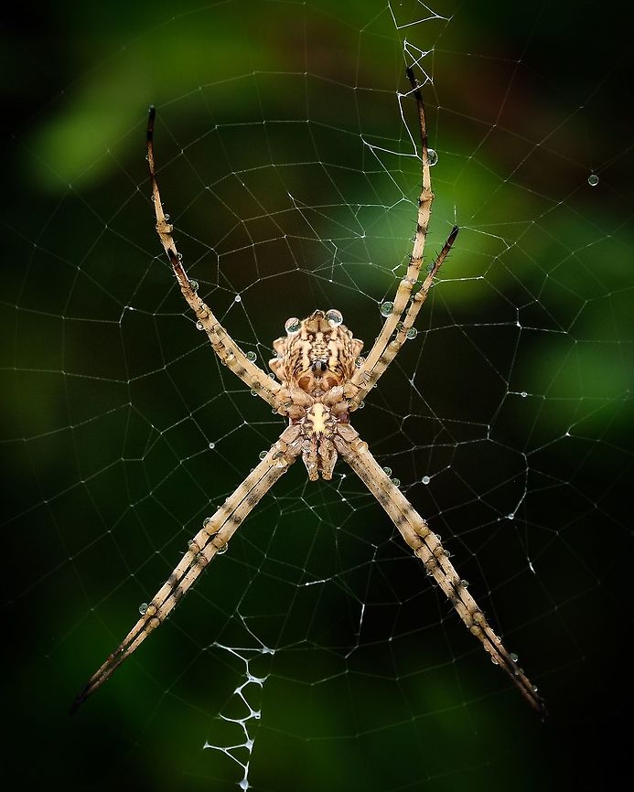 Argiope lobata This big boy was just resting and feeling the rain drops, it was the biggest spider I&#039;ve ever seen live.  Argiope lobata,Geotagged,Macro,Portugal,Spring,spider