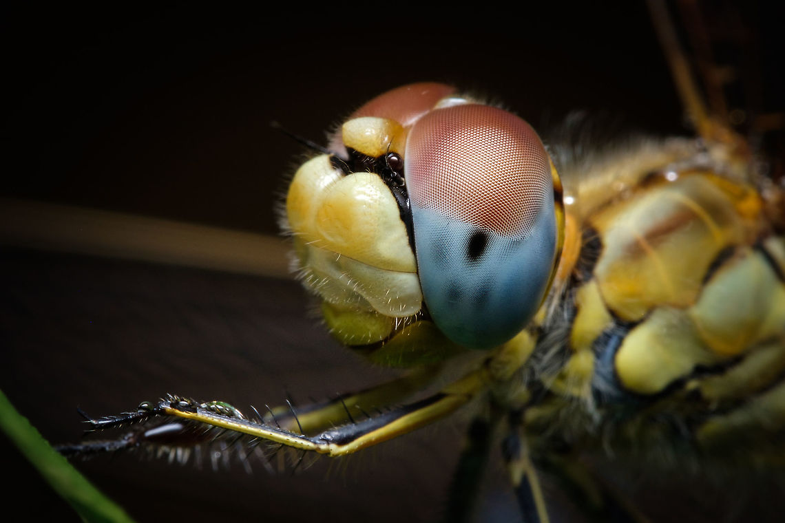 Red-veined darter When you are searching for insects you never know when and if you will find some interesting subjects, in this case was one of those days that after 2 minutes of walking I spotted this beautiful creature. I stayed one solid hour observing and appreciating how wonderful nature can be...  Europe,Fall,Geotagged,Portugal,Red-veined darter,Sympetrum fonscolombii,dragonfly