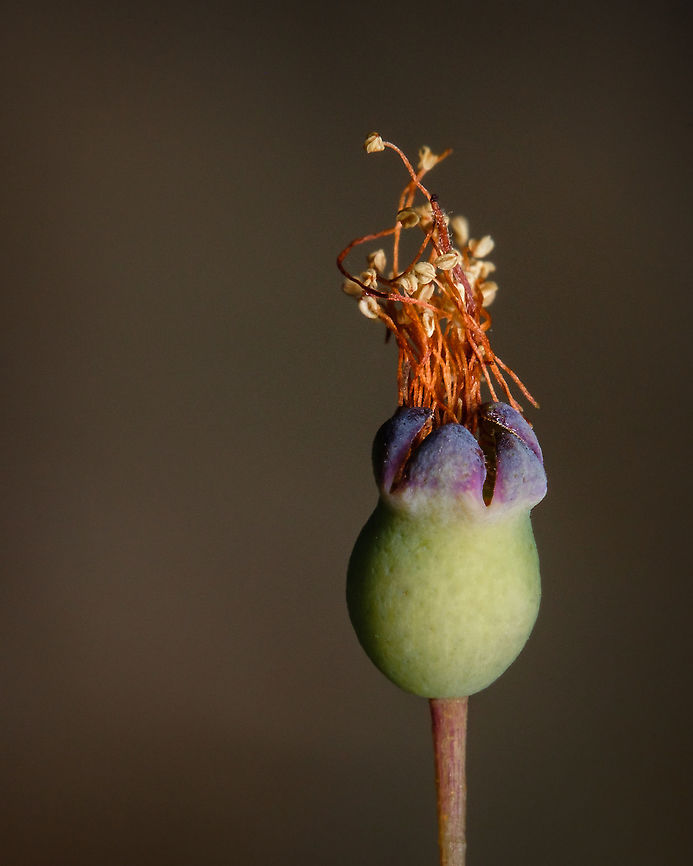 Myrtus communis It's funny how this flower/bush exists in abundance in my region, but I have only found out it now! Macro photography makes us slow down and notice things that were always all around us but we never nocited them...  Europe,Geotagged,Myrtle,Myrtus communis,Portugal,Summer,flower