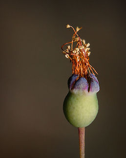 Myrtus communis It's funny how this flower/bush exists in abundance in my region, but I have only found out it now! Macro photography makes us slow down and notice things that were always all around us but we never nocited them...  Europe,Geotagged,Myrtle,Myrtus communis,Portugal,Summer,flower