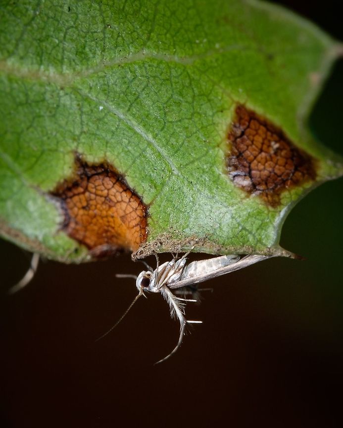 Palumbina guerinii If someone told me a year ago that I would get interested in moths, I think I would laughed really hard :-P<br />
 Europe,Geotagged,Macro,Moth,Palumbina guerinii,Portugal,Summer,insect