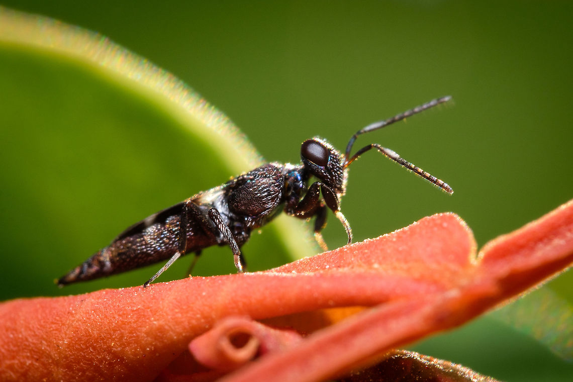 Black soldier fly I'm not sure about this identification, but it's the most similar I've found. Can anyone confirm or correct me?  Geotagged,Hermetia illucens,Macro,Pentacladia elegans,Portugal,Summer,black soldier fly,europe