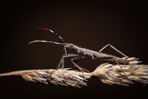 Micrelytra fossularum This was the first time I have seen this specimen and can't find much information about it. Anyone knows anything about this peculiar being?  Europe,Fall,Geotagged,Macro,Micrelytra fossularum,Portugal,insect