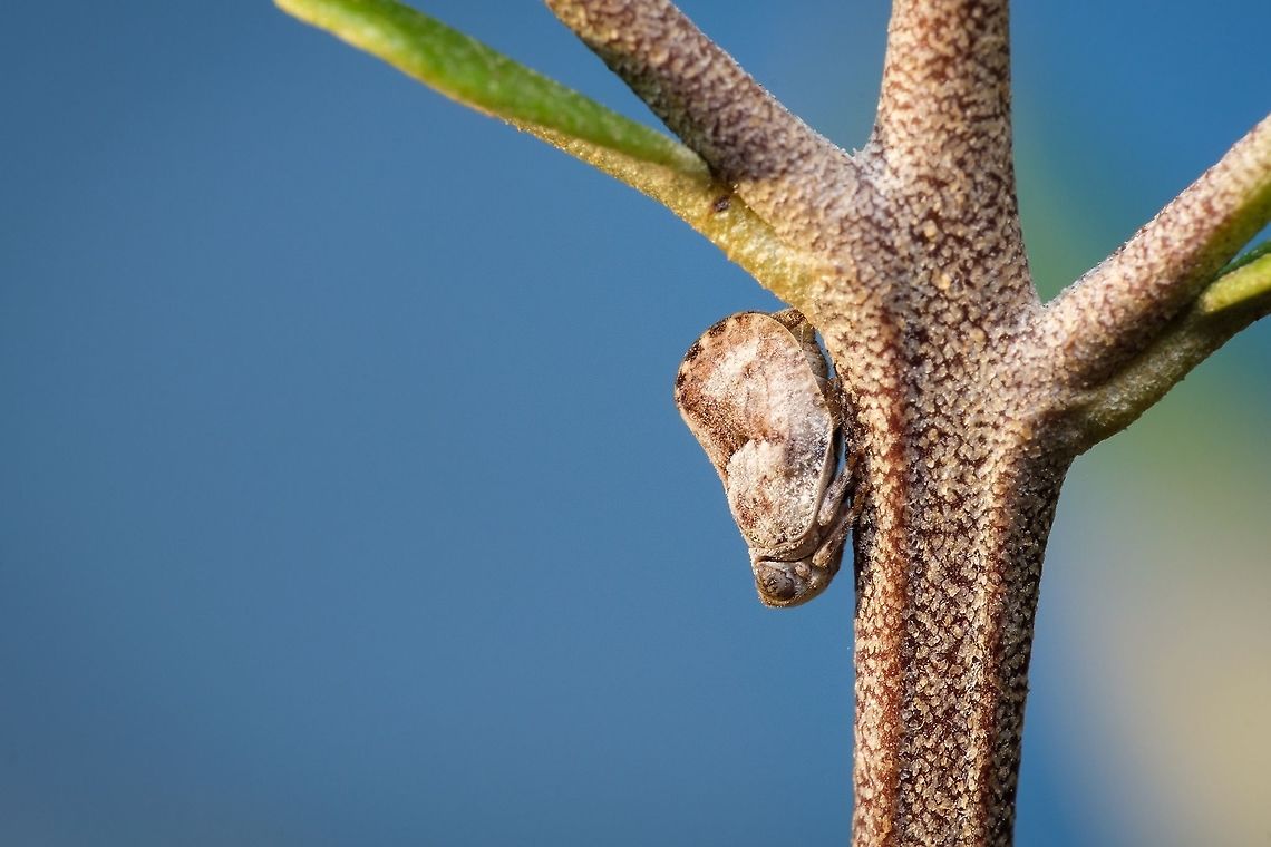 Tiny Planthopper I love these little planthoppers and it's big eyes! I hope I got the species correct... Europe,Geotagged,Portugal,Summer,Thionia elliptica