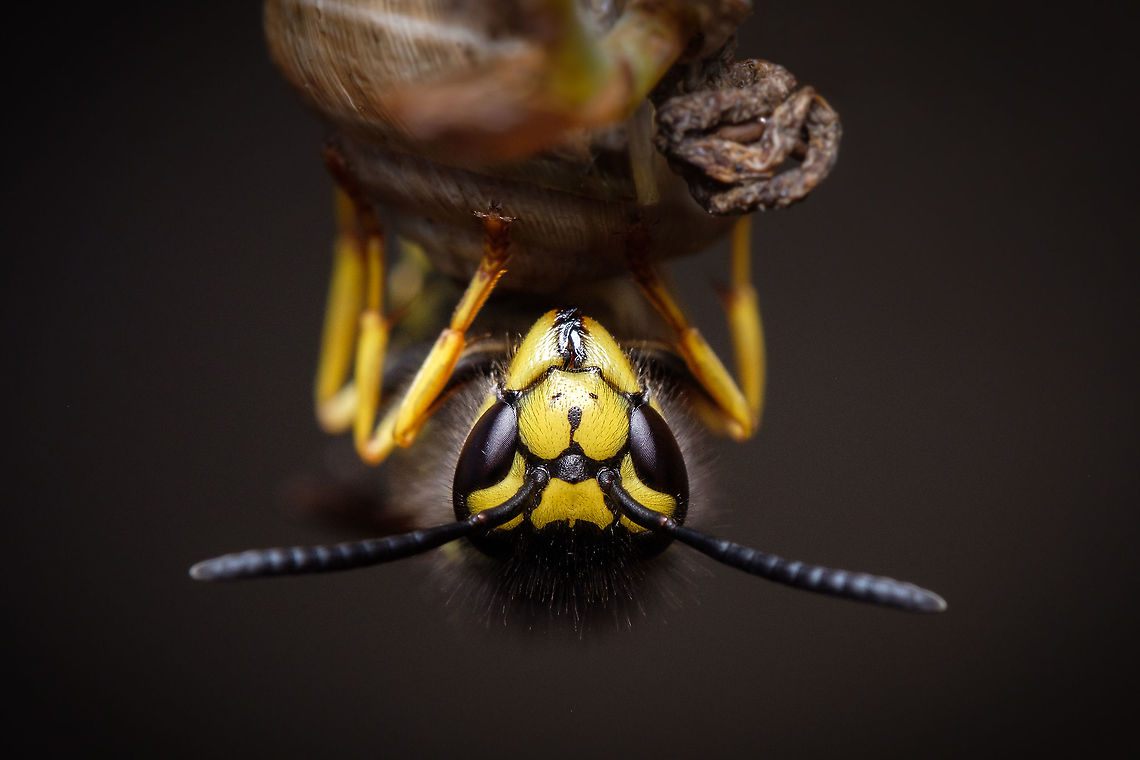 Vespula germanica I find wasps very photogenic. I love the yellow contrast against the black and those dark mysterious eyes. This one was doing something on a snail shell, maybe feeding itself? Fall,Geotagged,German wasp,Portugal,Vespula germânica,macro,wasp