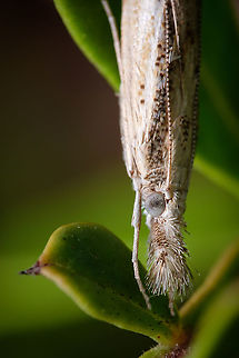 Elbow-striped Grass-veneer One of the trades I like in moths is the way they stay very still when I approach them, it makes the shooting a lot easier, compared to a bee for example ^_^ Agriphila geniculea,Europe,Fall,Geotagged,Portugal,insect,moth