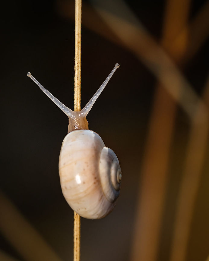 Mediterranean snail I find it so hard to get a good shot of snails for so many reasons...this particular morning I must have taken 100 shots of different snails and this was one of a couple I think they&#039;re good enough...what do you think?  Fall,Geotagged,Portugal,Theba pisana,White Italian snail,europe