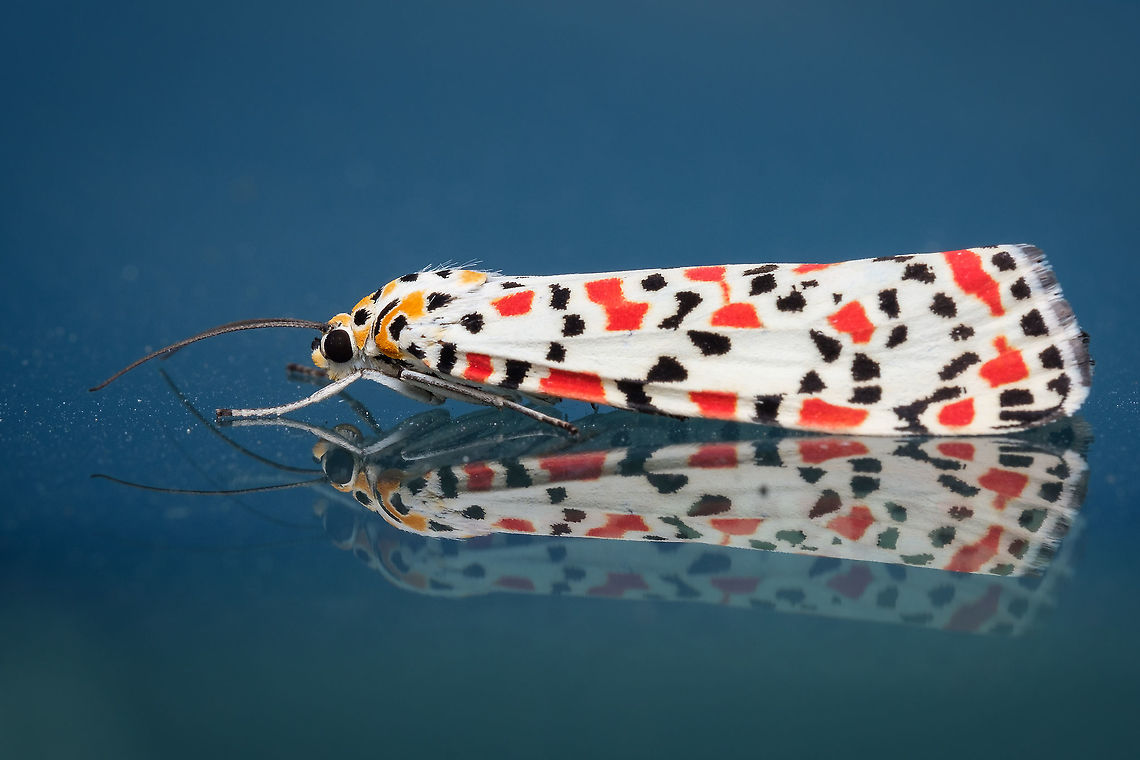 Crimson-speckled Flunkey This beautiful creature was resting on the windshield of my car a few days ago, what a gift :-D Crimson speckled footman,Europe,Fall,Geotagged,Moth,Portugal,Utetheisa pulchella