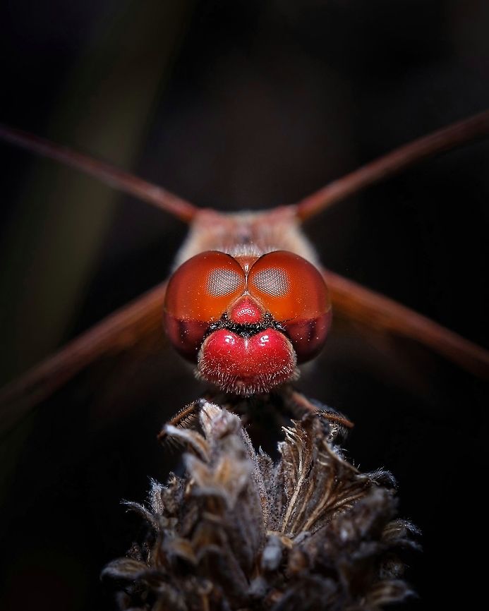 Red-veined darter (male) I have found the female of this species a few weeks ago (already posted). Then I found this male and all I can say is that I got pretty excited! :-D<br />
Another perspective of this beautiful being:<br />
<figure class="photo"><a href="https://www.jungledragon.com/image/125382/red-veined_darter.html" title="Red-veined darter"><img src="https://s3.amazonaws.com/media.jungledragon.com/images/5939/125382_thumb.jpg?AWSAccessKeyId=05GMT0V3GWVNE7GGM1R2&Expires=1759968010&Signature=7750XEY0GXQHSGc8N9NGsijd3WI%3D" width="122" height="152" alt="Red-veined darter A closer look on the post below:<br />
https://www.jungledragon.com/image/123605/red-veined_darter_male.html Europe,Fall,Geotagged,Macro,Portugal,Red-veined darter,Sympetrum fonscolombii,eye,insect" /></a></figure> Europe,Fall,Geotagged,Portugal,Red-veined darter,Sympetrum fonscolombii