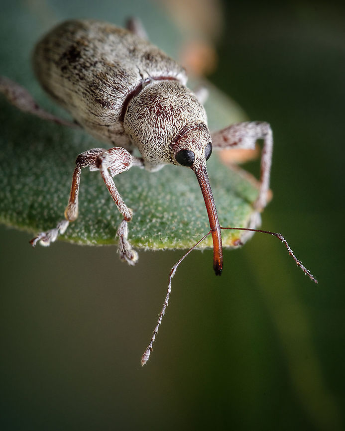 Curculio glandium This insect has so many peculiar features but I think my favorite is that long &quot;nose&quot; with that funny twin antenna, I wonder what are those antenna for...<br />
<figure class="photo"><a href="https://www.jungledragon.com/image/128873/weevil_on_acorn.html" title="Weevil on acorn"><img src="https://s3.amazonaws.com/media.jungledragon.com/images/5939/128873_thumb.jpg?AWSAccessKeyId=05GMT0V3GWVNE7GGM1R2&Expires=1759968010&Signature=puJR0VzHKnaFLiAUYT820q3LQaw%3D" width="122" height="152" alt="Weevil on acorn ID needed:<br />
https://www.jungledragon.com/image/123665/curculio_glandium.html Europe,Fall,Geotagged,Macro,Portugal,Weevil,insect" /></a></figure> Acorn weevil,Curculio glandium,Fall,Geotagged,Portugal,insect