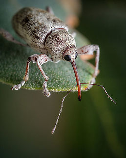 Curculio glandium This insect has so many peculiar features but I think my favorite is that long "nose" with that funny twin antenna, I wonder what are those antenna for...
https://www.jungledragon.com/image/128873/weevil_on_acorn.html Acorn weevil,Curculio glandium,Fall,Geotagged,Portugal,insect