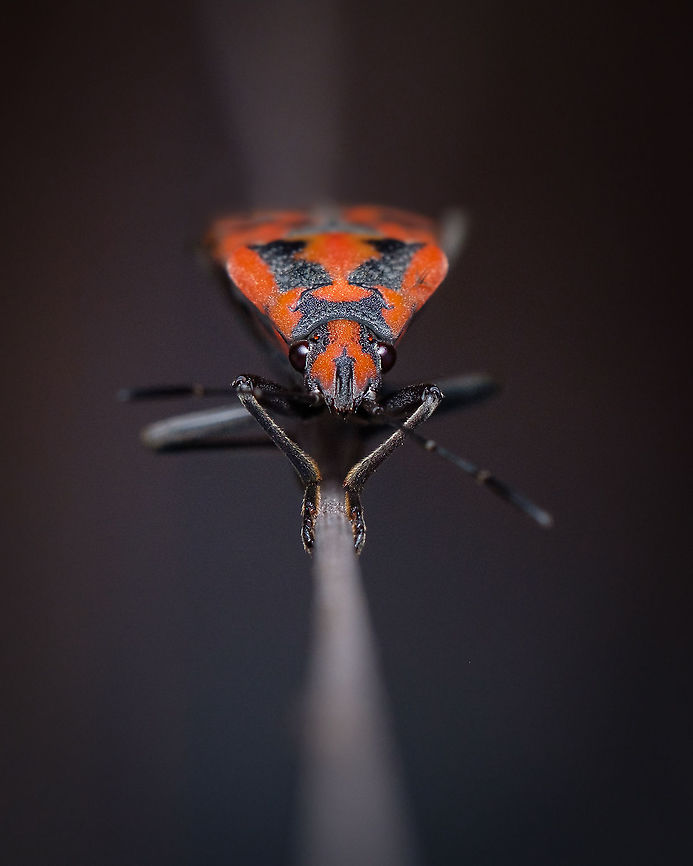 Spilostethus pandurus Red and black complement each other so well. Mother nature has an eye for design :-D Europe,Fall,Geotagged,Portugal,Spilostethus pandurus,insect,red