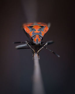 Spilostethus pandurus Red and black complement each other so well. Mother nature has an eye for design :-D Europe,Fall,Geotagged,Portugal,Spilostethus pandurus,insect,red