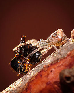 Spider having lunch Any spider expert out there who could help me identify this hungry fellow?  Geotagged,Portugal,Summer,macro,spider