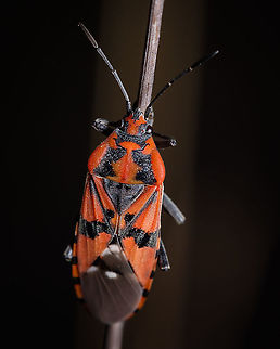 Spilostethus pandurus https://www.jungledragon.com/image/123679/spilostethus_saxatilis.html Fall,Geotagged,Portugal,Spilostethus pandurus