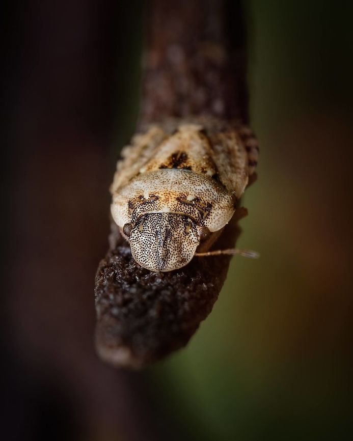 Another angle of the photo bellow <figure class="photo"><a href="https://www.jungledragon.com/image/121585/sciocoris_neosciocoris_conspurcatus.html" title="Sciocoris (Neosciocoris) conspurcatus"><img src="https://s3.amazonaws.com/media.jungledragon.com/images/5939/121585_thumb.jpg?AWSAccessKeyId=05GMT0V3GWVNE7GGM1R2&Expires=1767225610&Signature=iFnmFOePoLvBTr%2Bpd2zUaaHlorg%3D" width="200" height="134" alt="Sciocoris (Neosciocoris) conspurcatus I don&#039;t know what was coming out of this Stink Bug, but I&#039;m glad I caught it in camera ^_^ Europe,Geotagged,Macro,Portugal,Sciocoris,Sciocoris conspurcatus,Summer,insect,stink Bug,summer" /></a></figure> Geotagged,Portugal,Sciocoris conspurcatus,Summer